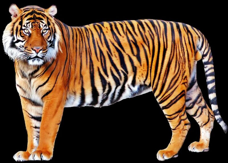 Picsart tiger manipulation png download (1)