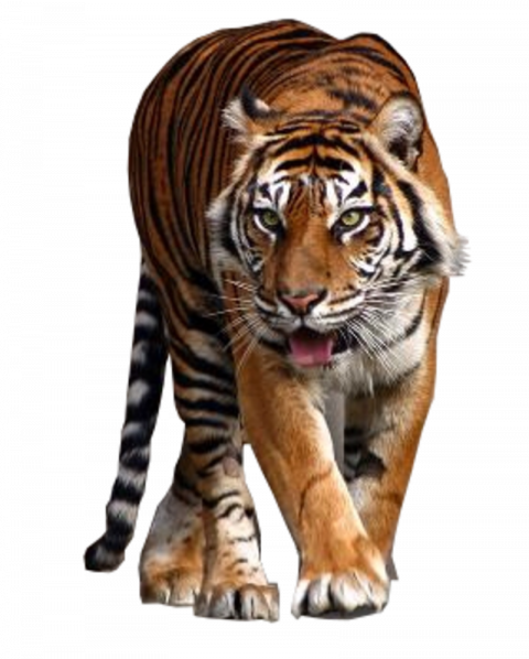 Picsart tigrer png download (3)