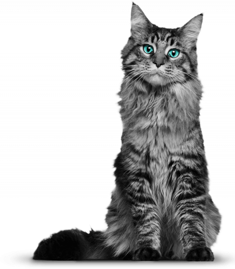 Picsart  Transparent Background Cat Png, Png Download