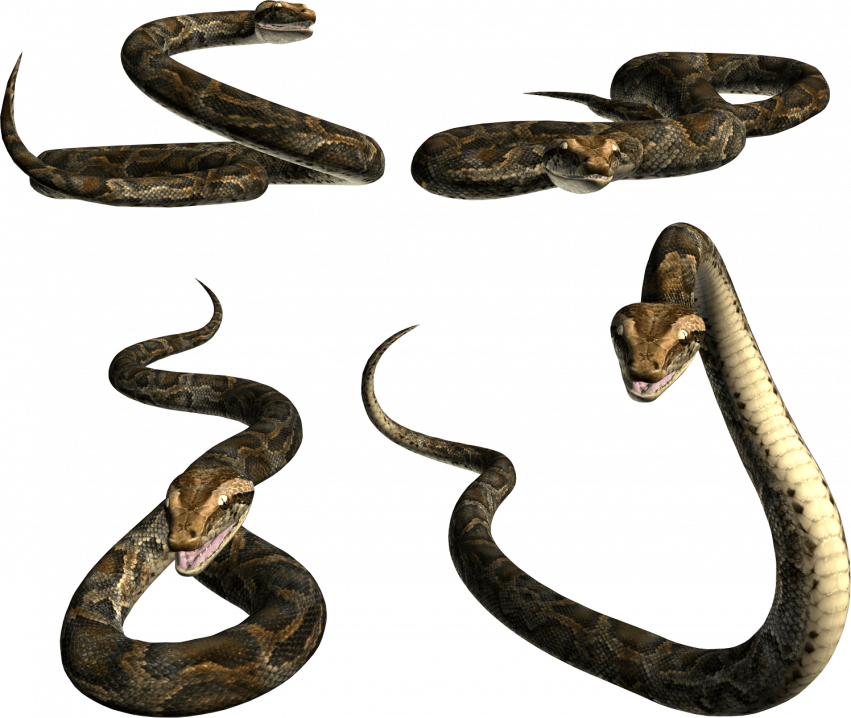 Picsart transparent snake png