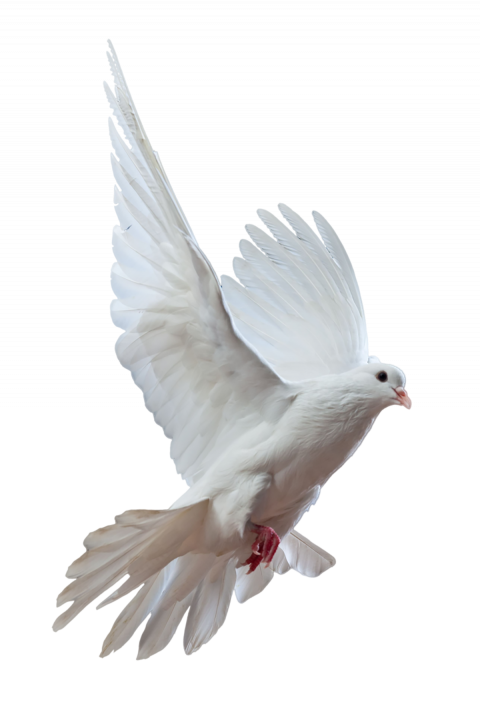 Pigeon transparent png images,Dove png images
