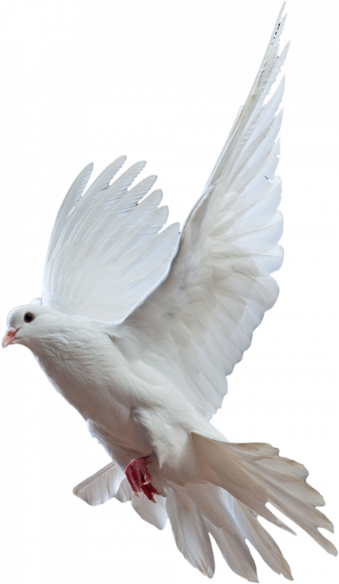 Pigeon Transparent PNG Photo