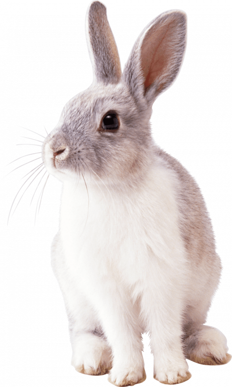 pro Rabbit png