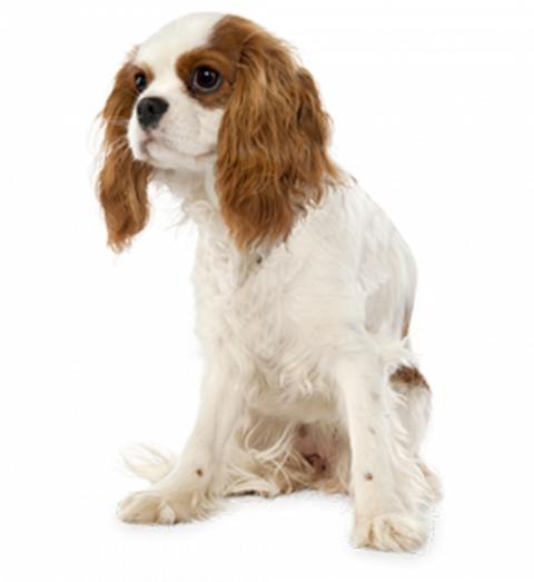 Puppy transparent dog png