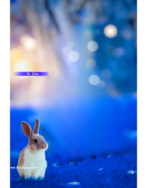 Rabbit Free Cb Edit Background Photos