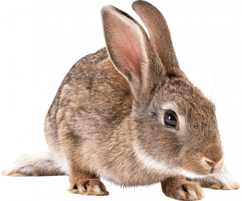 Rabbit png