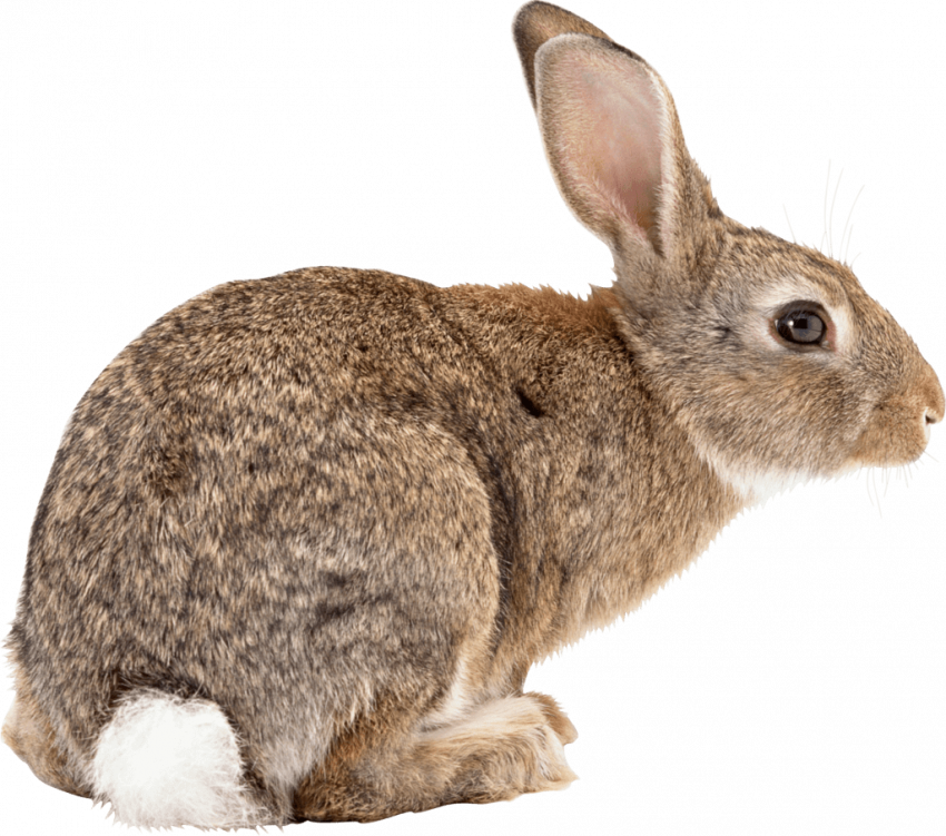 Rabbit png image
