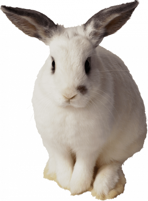 Rabbit png image download