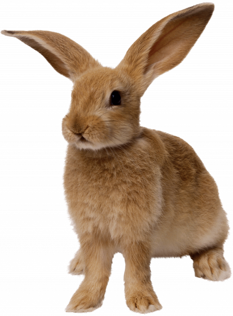 rabbit png image  hd png