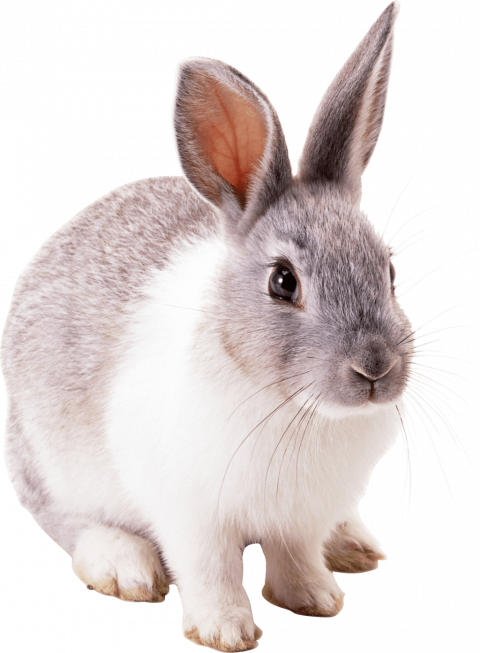Rabbit transprent background