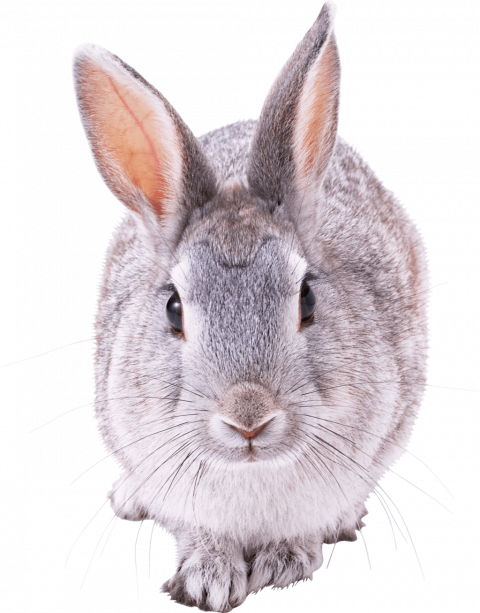 Rabbit transprent background png