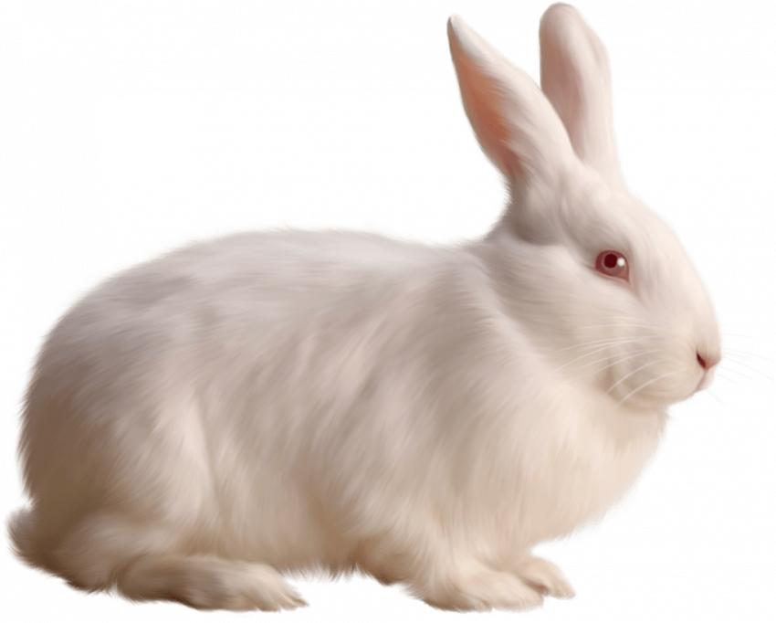 Red eyes Rabbit png