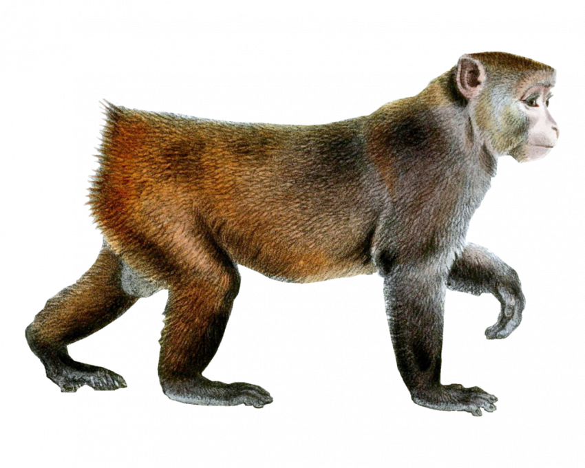 Red walking monkey png
