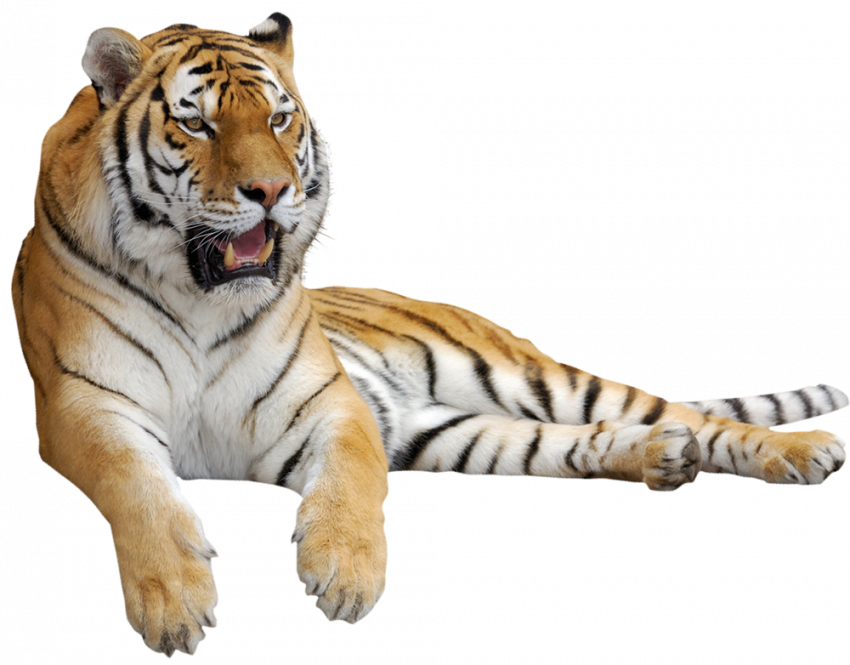 Rest tiger Tiger Transparent Background