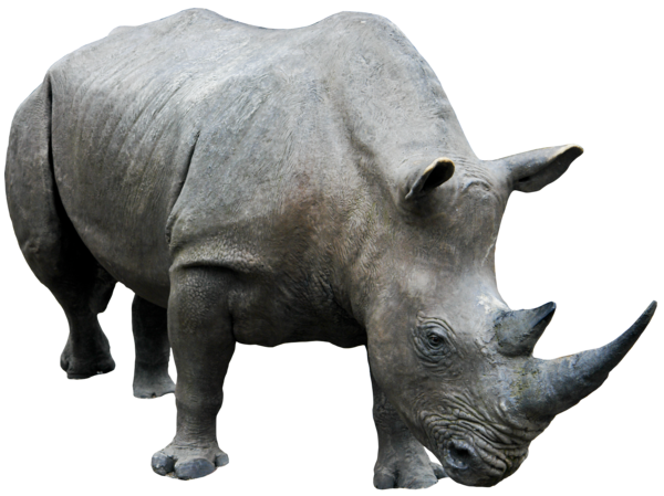 rhinoceros free png image   hd png