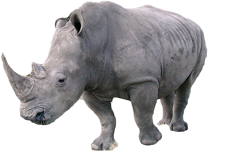 rhinoceros png