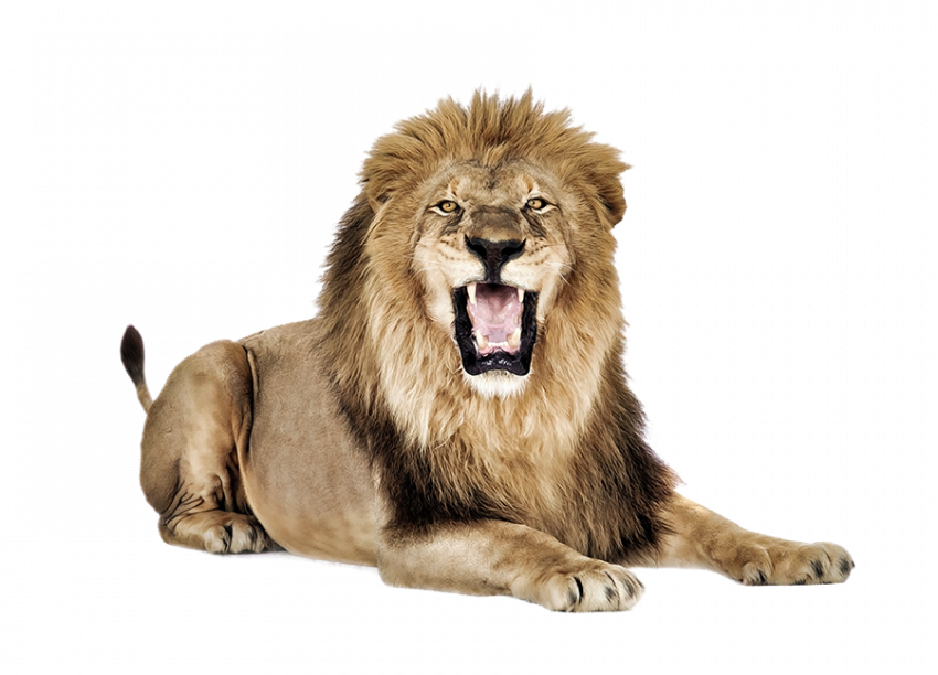 Roar lion hd transparent png