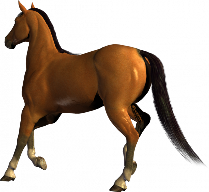 Running horse Horse transparent png
