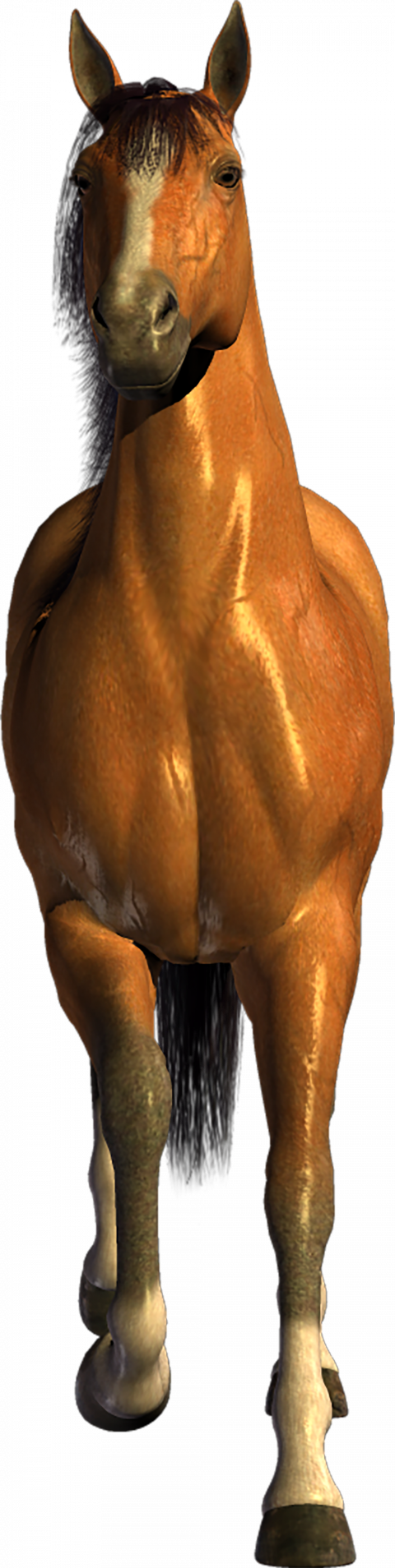 Running horse png img