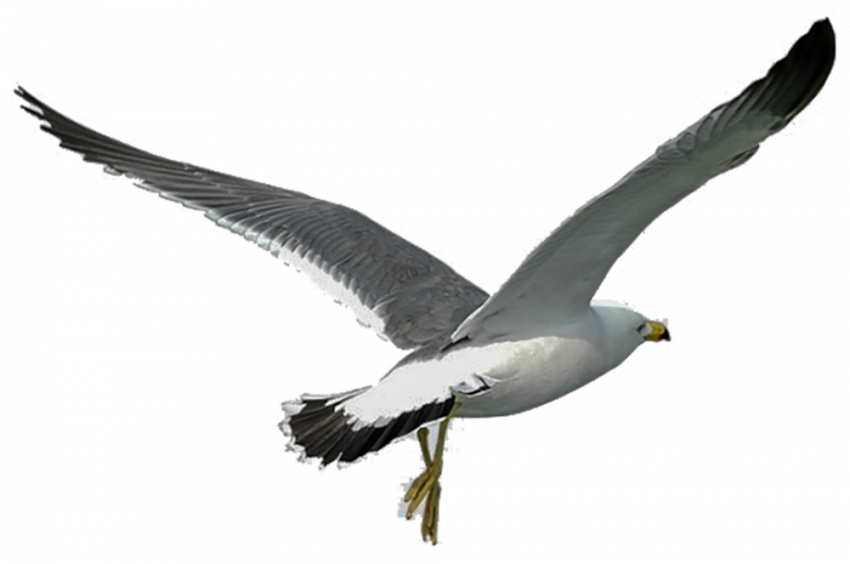 Sea birds PNG Transparent Images Free Download