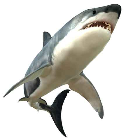 shark picture