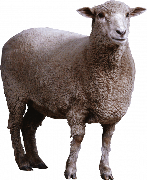 sheep png image
