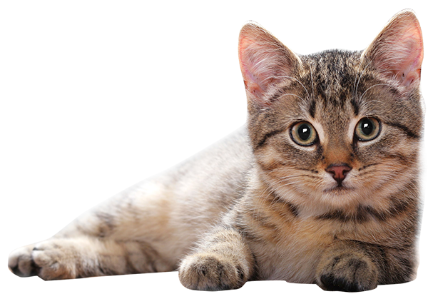 Sitting cat   cat png