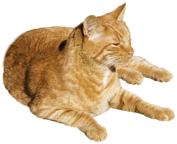 Sitting Cat Png Transparent Background