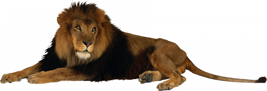 Sitting lion hd png image