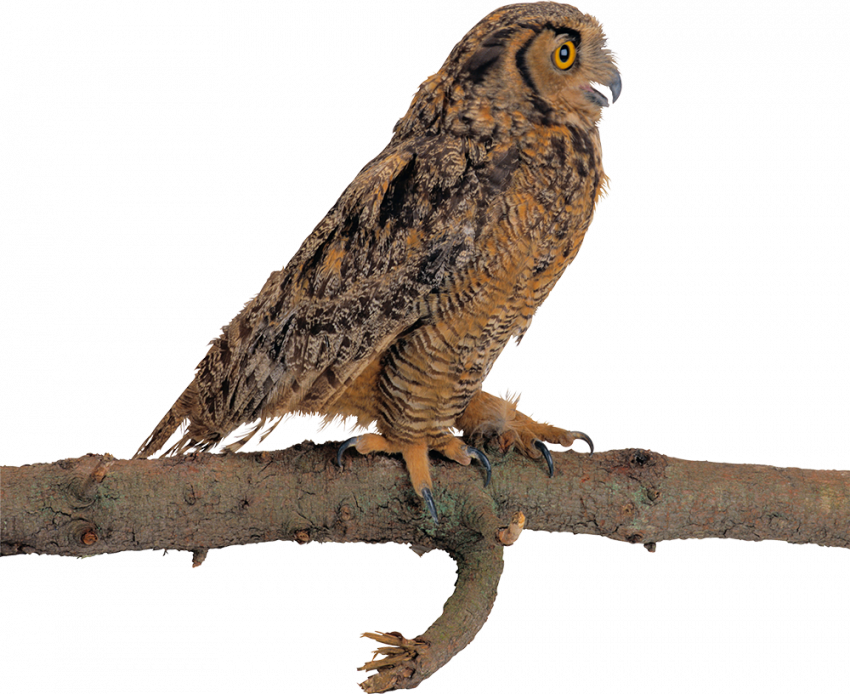 Sitting owl on tree hd png