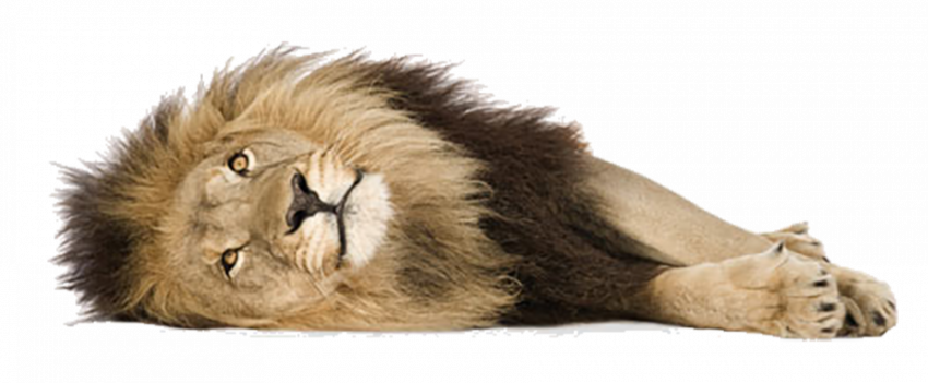 Sleeping lionhd png download