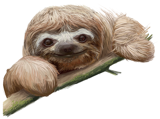 sloth picture  hd png