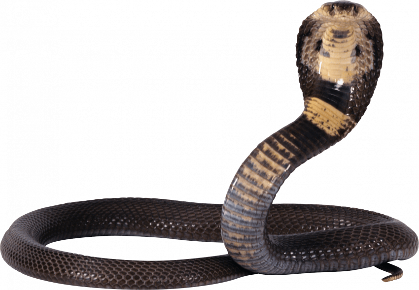 Snake editing png picsart