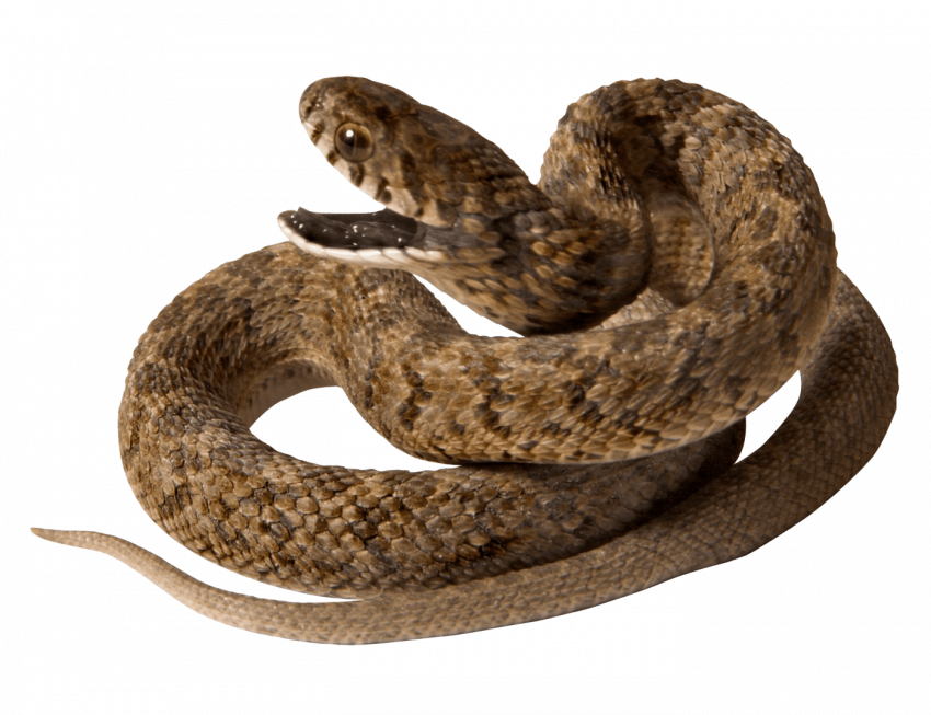 Snake editing png picsart