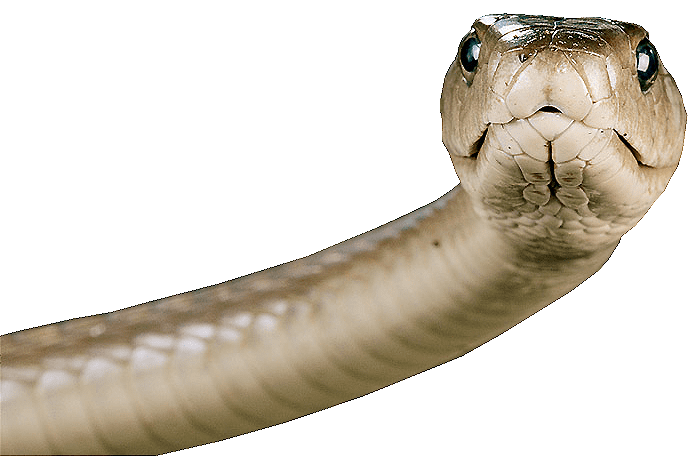 Snake PNG image picture download free