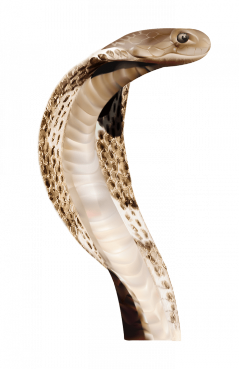 Snake PNG image picture download free