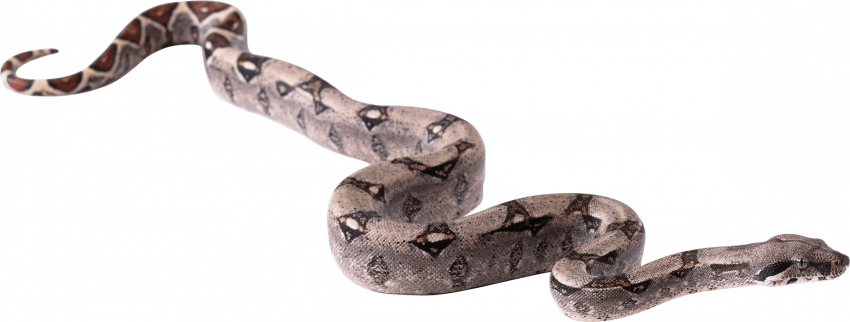 snake png image picture download  hd png