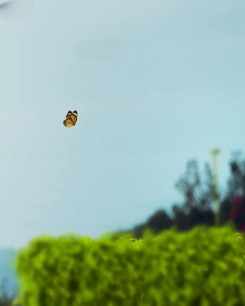 Snapseed background for editing