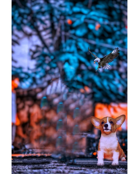 Snapseed Blur Cb Background With Dog For Picsart editing