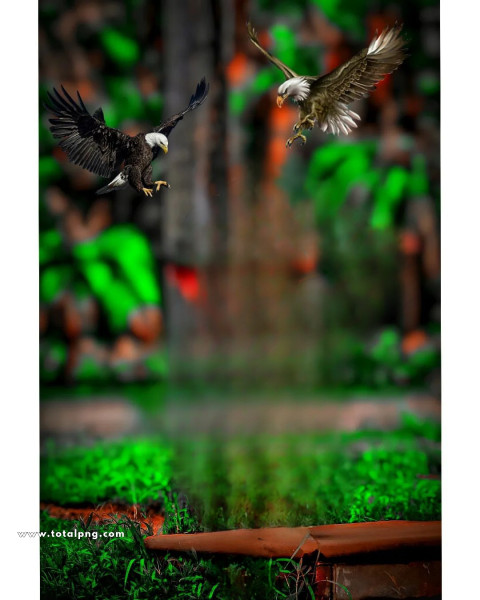 Sonu editor photoshop cb editing background