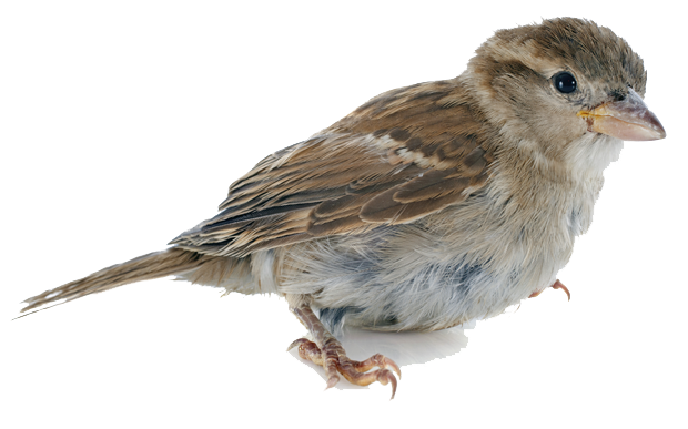 sparrow picture   hd png