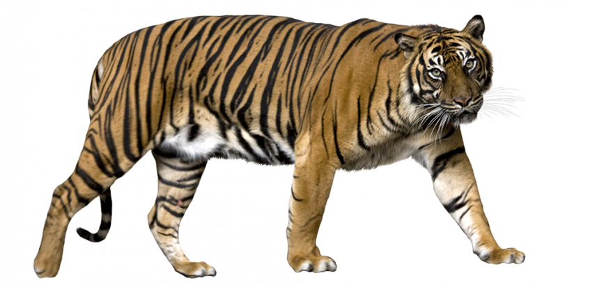 sumatran transparent png image