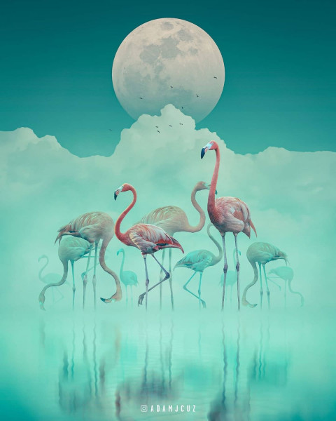 Swan  photoshop editing background