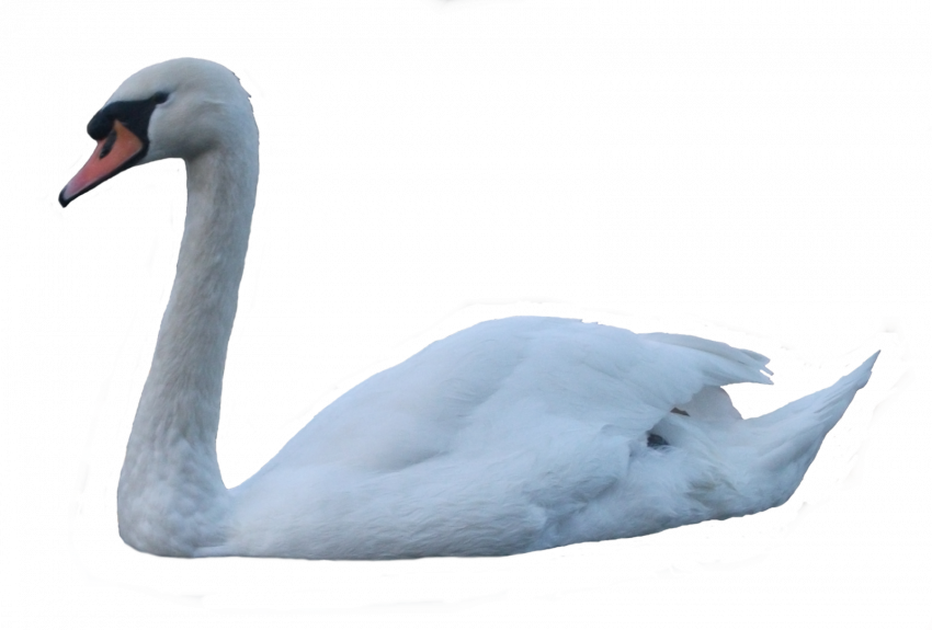 swan png pic   hd png