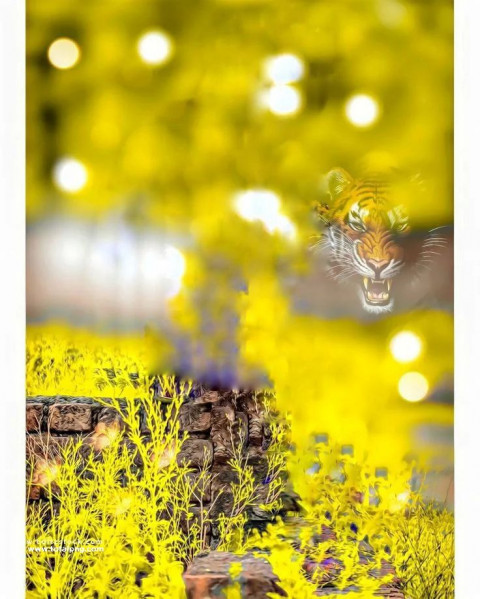 Tiger baclground cb editing background