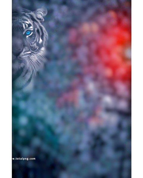Tiger face 1500  CB Background HD 2023 For Photo Editing