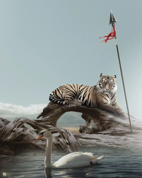 Tiger full hd editing backgrounds