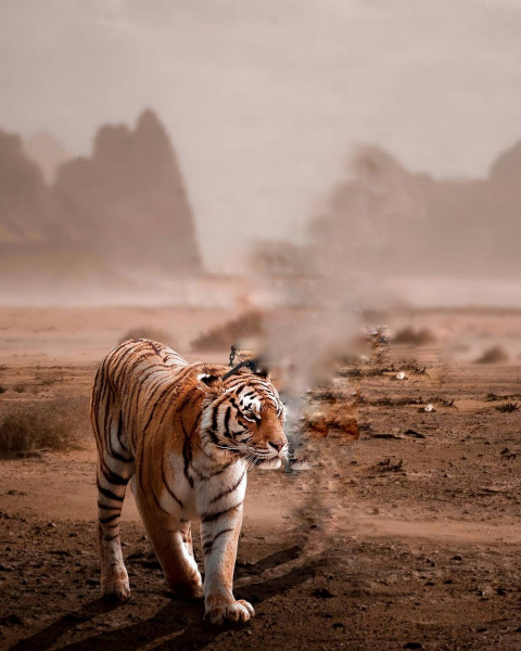 Tiger hd editing background