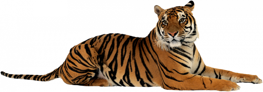 Tiger PNG File