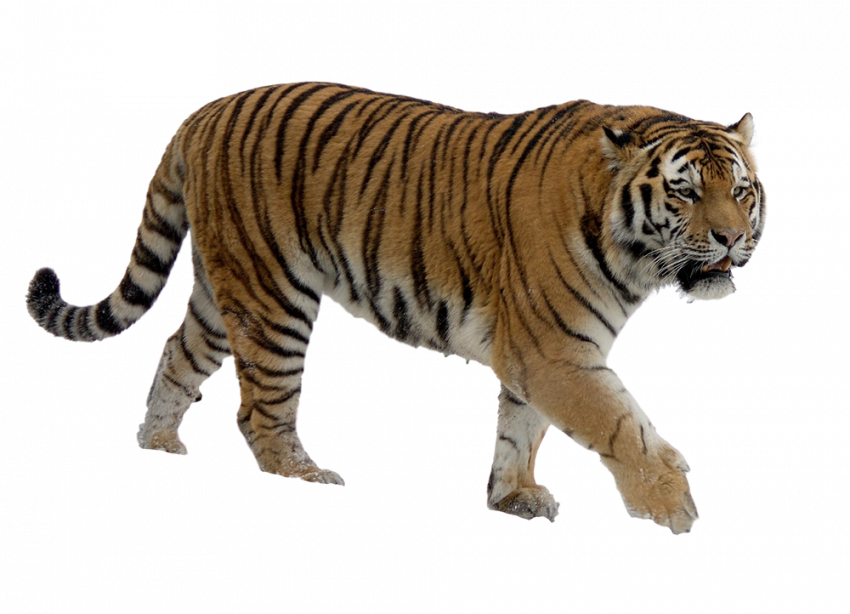 tiger png hd